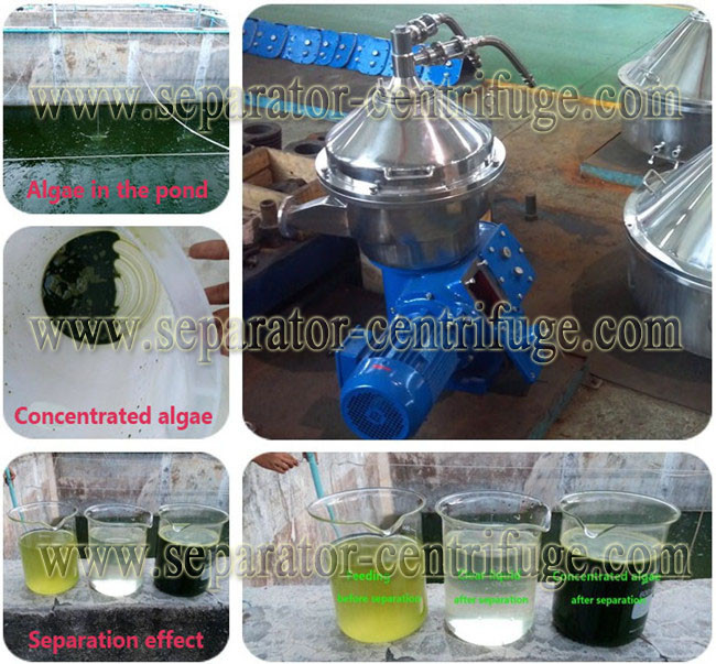 Непрерывное постное масло разделителя центрифуги диска для хлореллы Spirulina морской водоросли