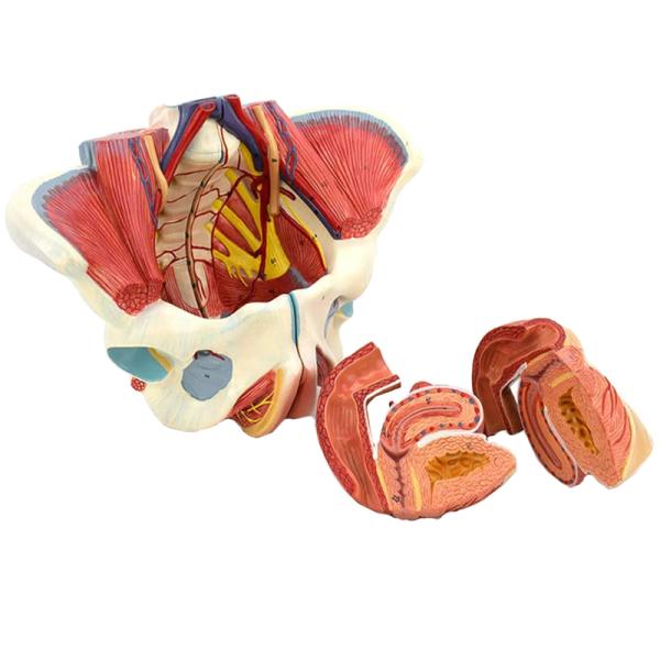 Training 20cm Female Pelvic Anatomy Model With Genital Vascular Nerve