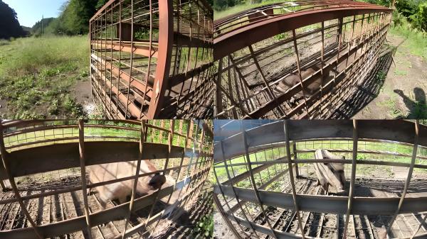 Caixa de armadilhas de animais de duas portas 2.2M Caixa de animais selvagens grandes dobrável para raposa lobo javali
