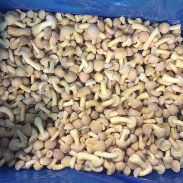 Wild Cultivated Organic Mushrooms Healthy Natural Nutritious Fresh Whole Frozen Mushroom IQF Frozen Nameko