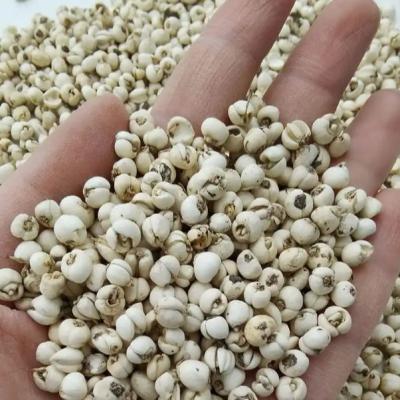 Fritillaria Chinese Herbal Medicines Organic Chinese Herbs
