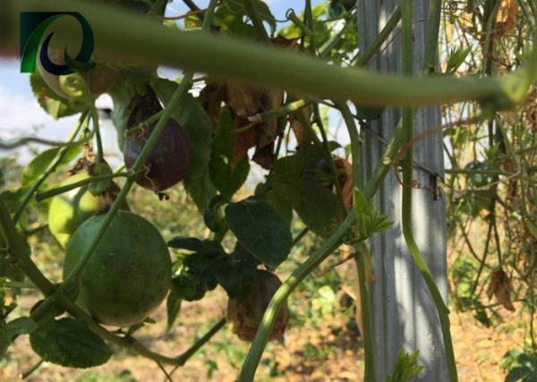 Durable Orchard Poles For Kiwi Fruit Plant Provide Matched Wire Connector