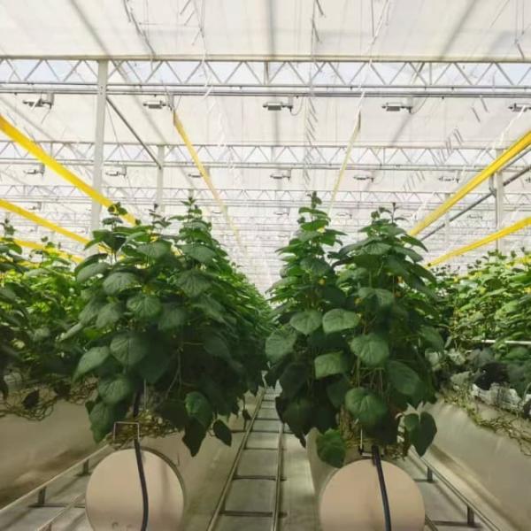 Serre agricole de qualité pour serre hydroponique hollandaise Venlo en polycarbonate pour tomates, fleurs et concombres