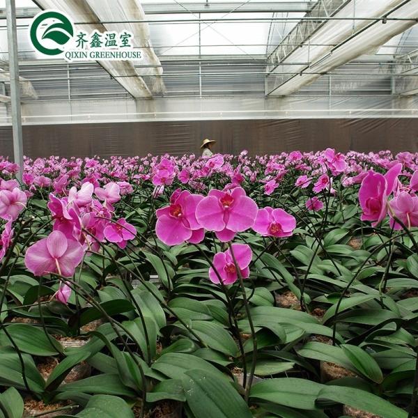 Film Cover Greenhouses for Single Layer Growing of Vegetables Fruits and Flowers