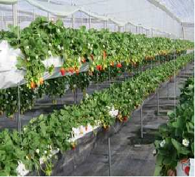 Multi Span Large Tunnel Greenhouse Strawberry Growing Automatic Greenhouse
