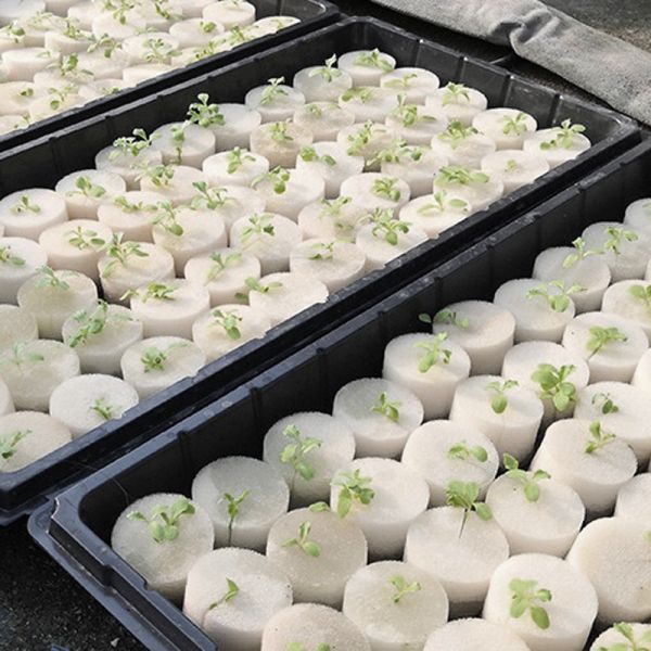 White Round Hydroponic Grow Sponge Seed Starter Plug For Indoor Gardening Planting