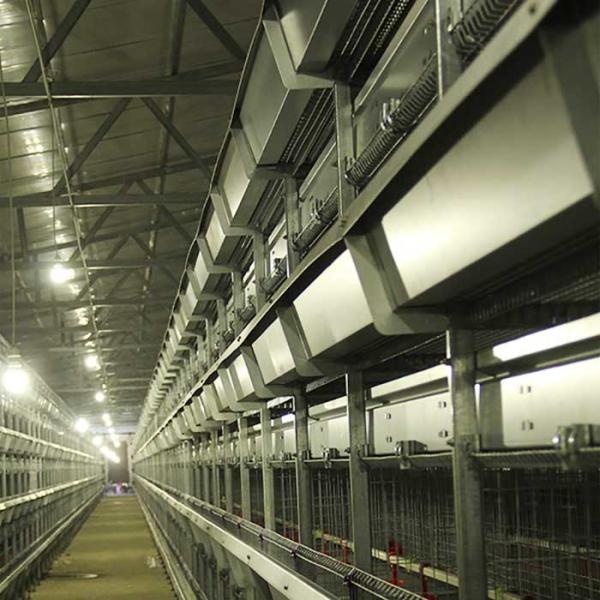 Aço galvanizado uma gaiola para aves domésticas, gaiola automática da galinha da camada da escada