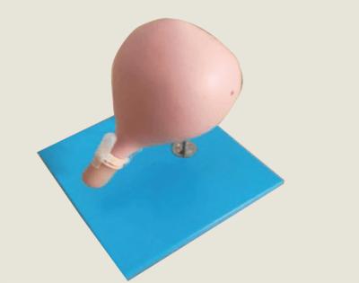 Circumcision Cervical Model Gynecologic Simulator For Cerclage Training
