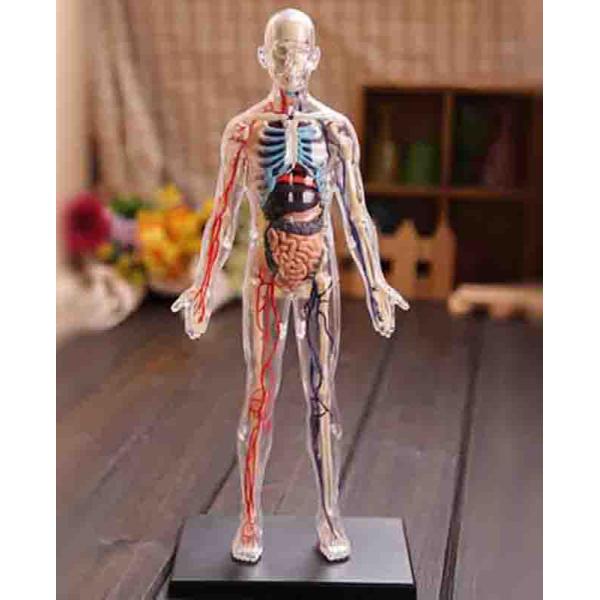 35cm Skeleton 60 Parts Human Anatomy Model Toy 4d Master Homeschool Education