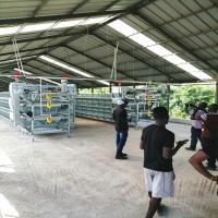 Gaiola automática da galinha da bateria das aves domésticas dos pássaros das galinhas poedeiras 54 para a exploração agrícola de galinha