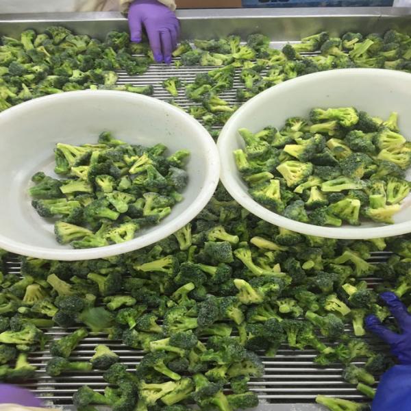 Premium IQF Frozen Vegetables / Green Broccoli Safe And Healthy Food