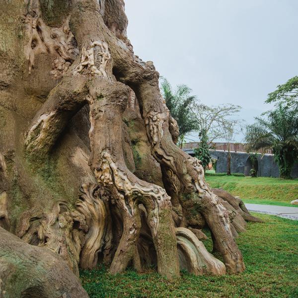 30m Tall Magic Treehouse for Sale – Explore Life of Trees & Artificial House Trees Designs