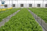 NFT Hydroponic Lettuce Grow Hydroponic System With Vegetable Hydroponic Tubes