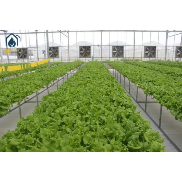 Sistema hidropónico de cultivo de lechuga NFT con tubos hidropónicos vegetales