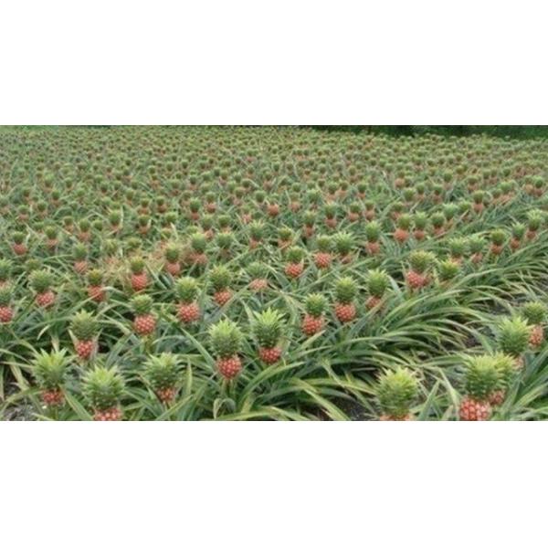 Adubo da árvore de fruto do manganês do quelato, adubo da limeira da manga do pêssego