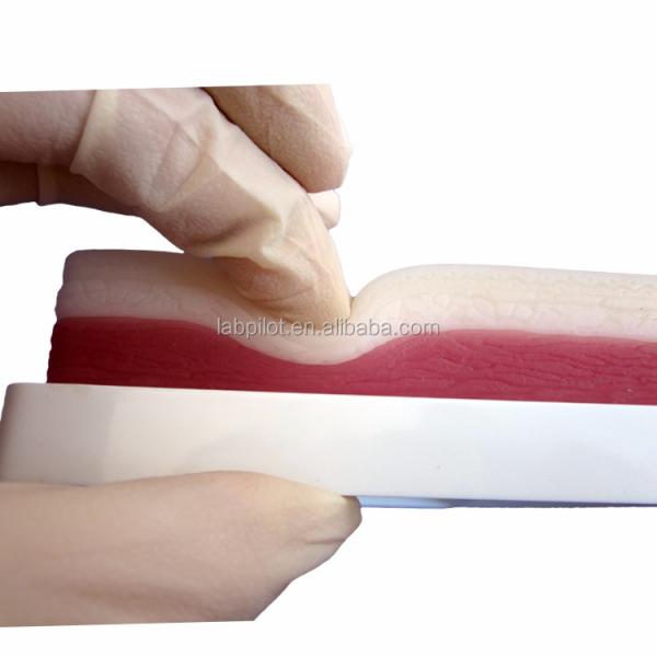 Advanced Surgical Muscle and Skin Suture Practice Model for Teaching Clinical Skills