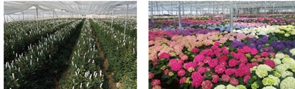 Rose Valentines day best gift 5-6cm preserved rose customized design stabilized rose in heart shape gift box