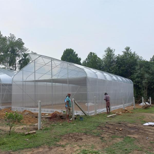 Da estufa plástica agrícola de Agri da estufa do Sawtooth único período de cultivo urbano