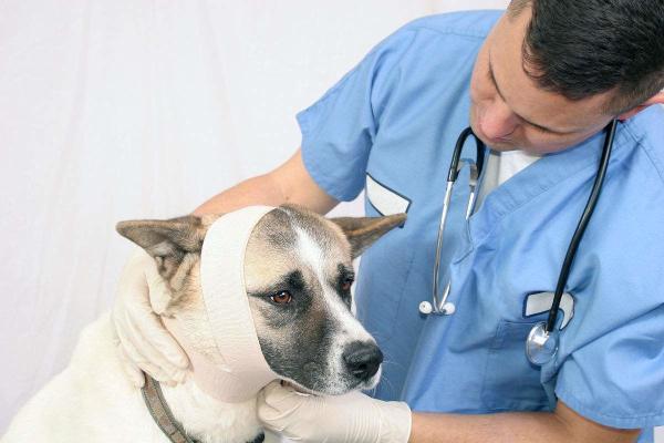Fixation Animal Healthcare Oem Cohesive Bandage Patterned Wrap Vet Flexible Self Adhesive