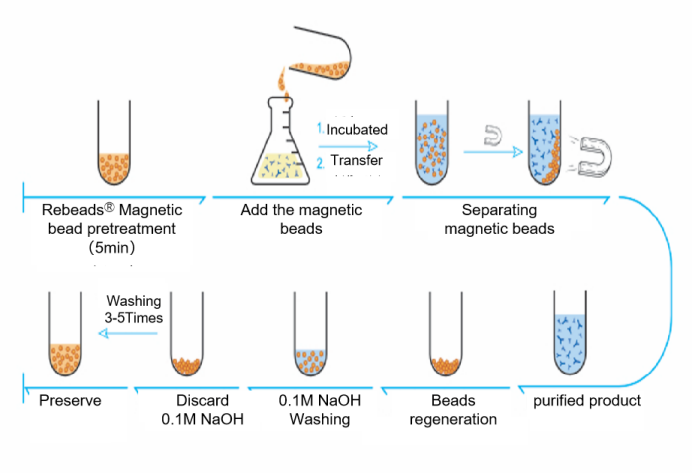 Rebeads Magrose Protein L Magnetic Beads With High Product Stability