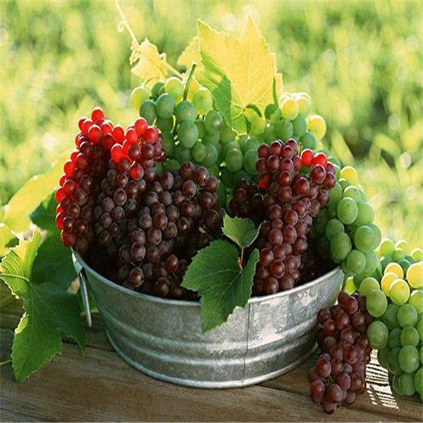New Type,High Efficient and Delicated Grape Seed Extract