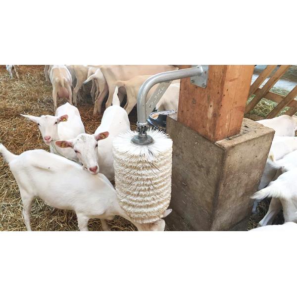 Алюминиевое стекло из сплава металлического металла Конструкция помещения для фермы козов Стальная конструкция Дом для овец Приют PKPM Рисунок