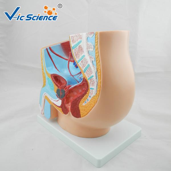 Eco - Friendly PVC Human Anatomical Model Male Pelvis Model 1 Part