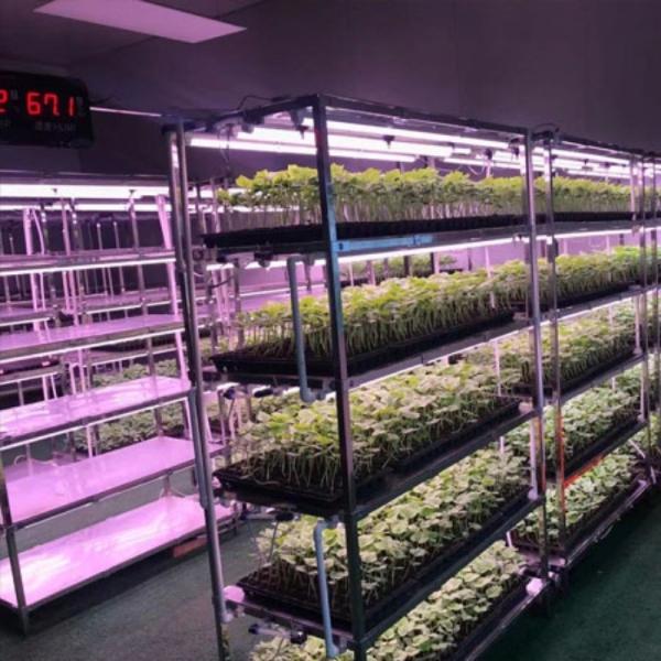 Estufas para o cultivo de vegetais de folhas