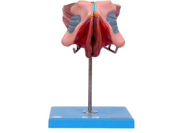 Female External And Internal Genital Organs Model For Colleges Training