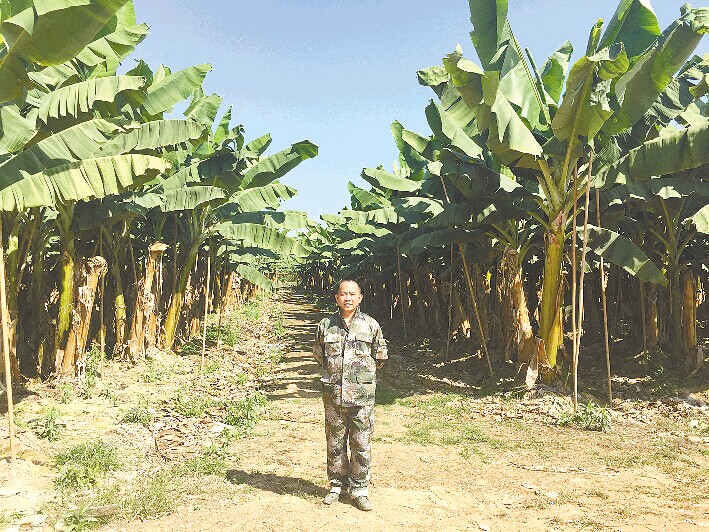 Adubo orgânico do magnésio do quelato solúvel para plantas de florescência do jardim