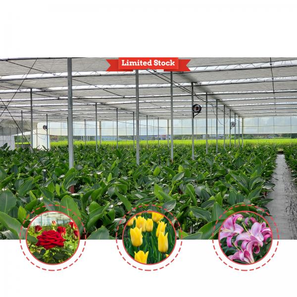 Vegetable Farming Solution 8-60m Customizable Size Agricultural Tunnel Greenhouse with Rolling Bench and Irrigation System