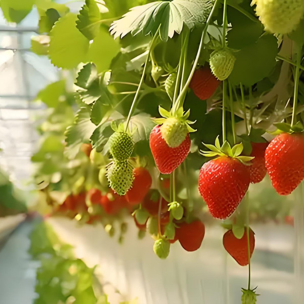 High - Tech Venlo Glass Greenhouse for Strawberry Hydroponics