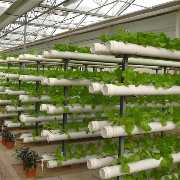 Agricultural Multispan Venlo Greenhouse Complete Hydroponic Nft Greenhouse