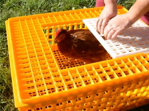 Live 12.25 Inch PE Duck Transport Crates For Chickens