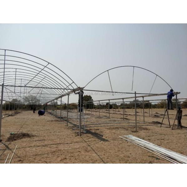 Single Layer Roof and Side Ventilation Namibia Commercial Greenhouse for Tomatoes Farming