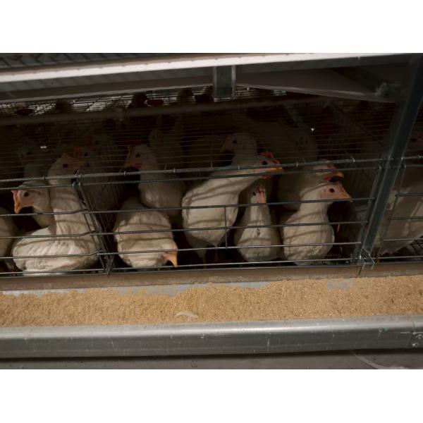 Burr-free Treatment Layer Chicken Cage System Alloy Reinforcement