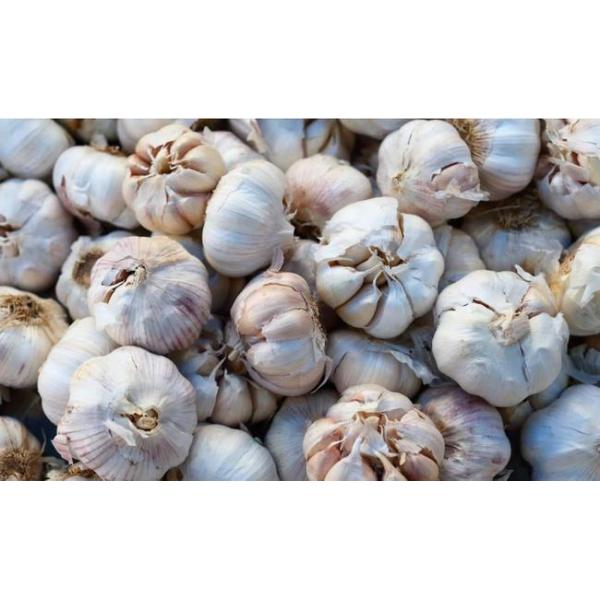 Feed Garlicin Additive With Characteristic Garlic Odor And Powder Form