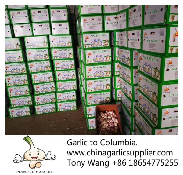 2019 China garlic to Columbia. new crop with good price.
