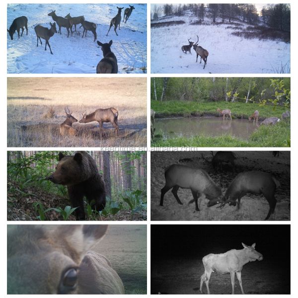 Motion Activated Wildlife Camera