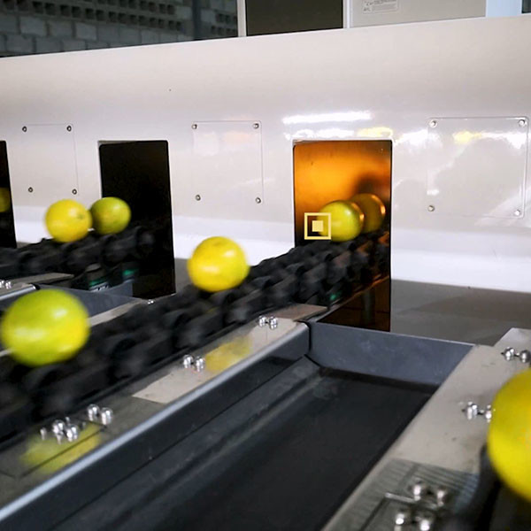 Оранжевая сортировочная машина с внутренним обнаружением за пределами общей классификации размера и веса