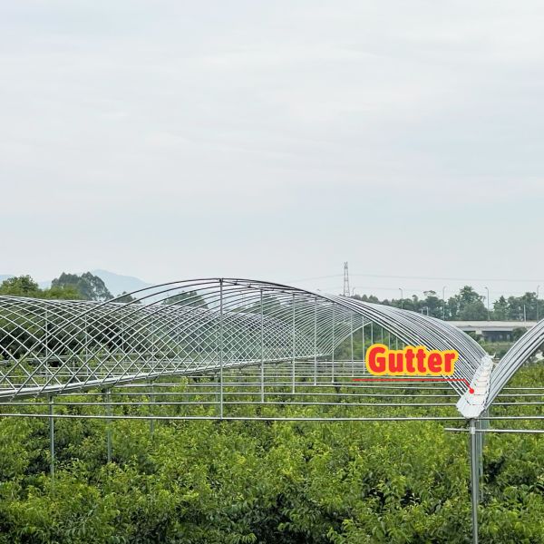 PE Film Cover Rain Shelter Greenhouse with Hot Galvanized Steel Frame for Easy Assembly and Plants Cultivation