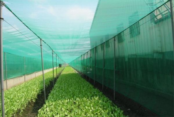 Farm Solution Nets, Crop Solution Netting, 30Mesh, 40Mesh, 50Mesh, Anti Insect Netting