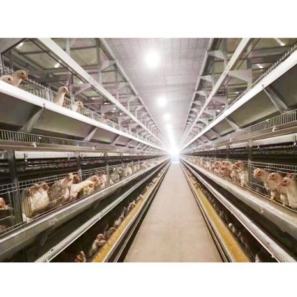 5000 Chickens Industrial Animal Poultry Breeding Equipment Cage Layers
