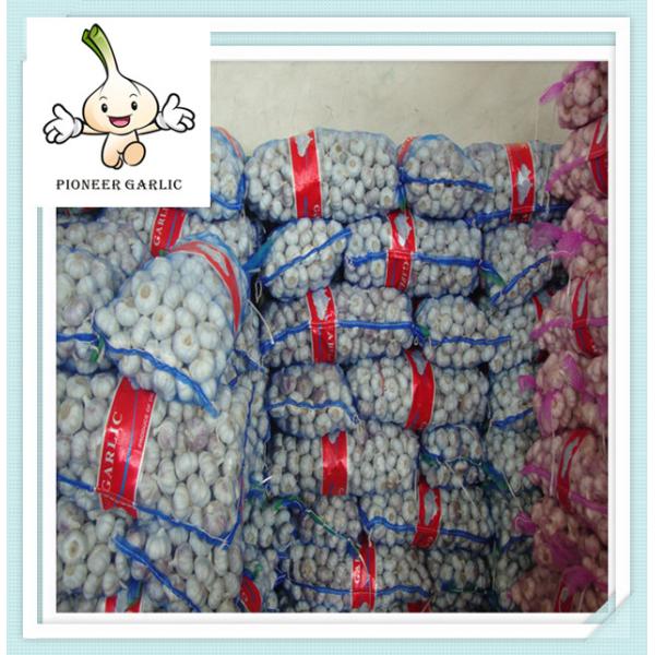 Fresh Pure White Chinese Garlic export import 2016 the best garlic price