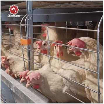 Galvanizado quente melhor vender sistema automático gaiola de frango de frango tipo H bateria gaiola de frango de frango de frango