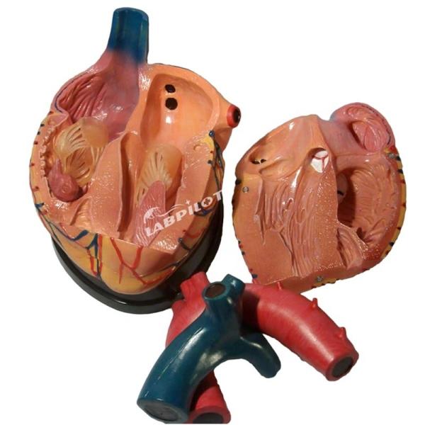Hospitals' Top Choice 3D Human Heart Anatomy Model for Detailed and Accurate