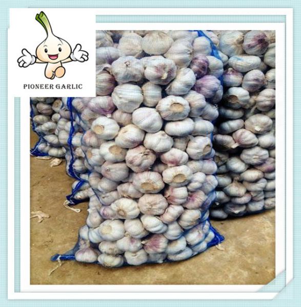 Purple White Garlic Chinese Fresh Normal white garlic price