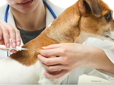 100*50mm EO Disinfection Injectable Pet Id Microchip
