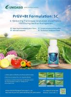 Insecticides et pesticides à base de feuilles de tomate 100% naturels pour les plantes SC PrGV Bt