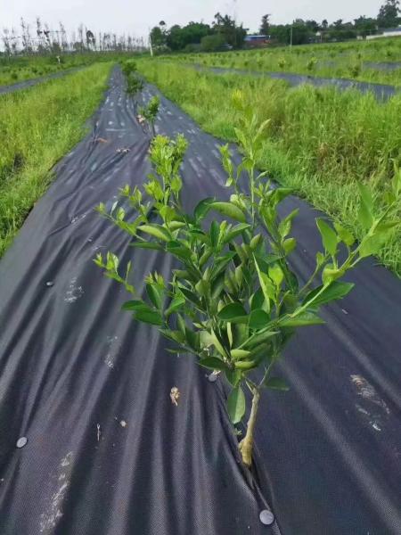 Black 3.2m 50gsm Landscape Fabric Ground Cover